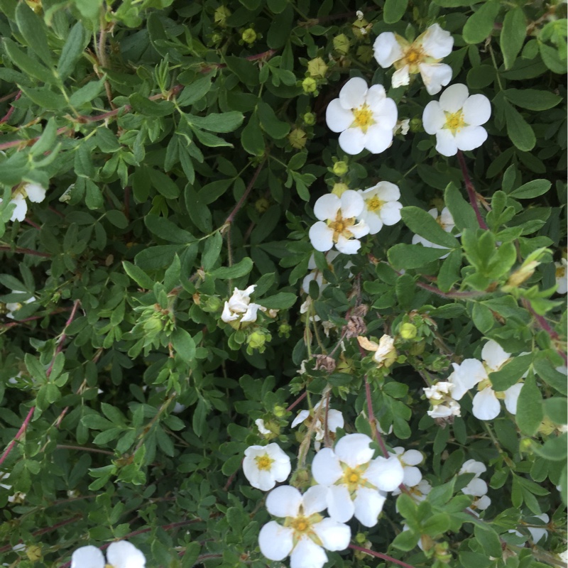 Plant image Potentilla fruticosa 'Abbotswood'