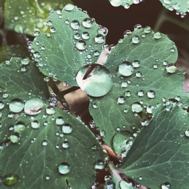 Jen's garden
