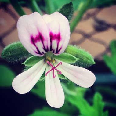 Geranium