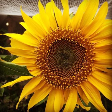 Helianthus annuus