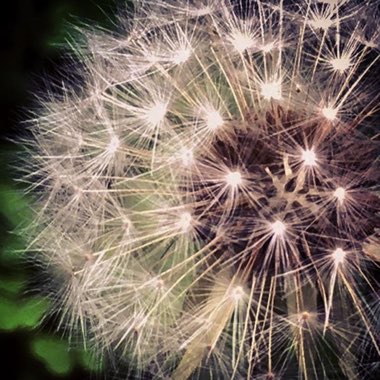 Taraxacum officinale
