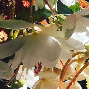 Begonia