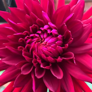 Dahlia