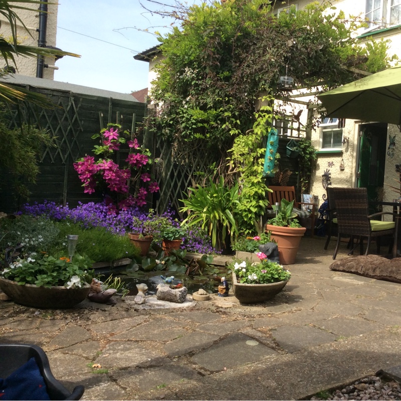 Jenny's garden