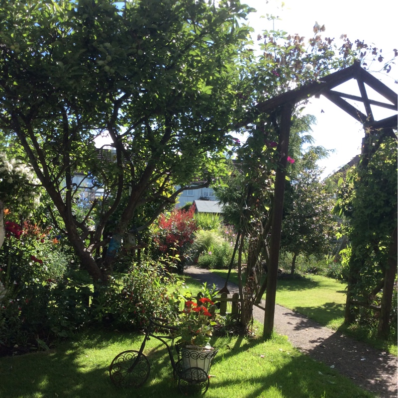 Jenny's garden