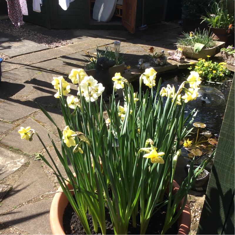plant image 40997