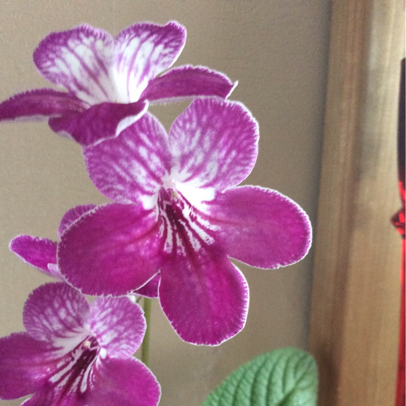 Plant image Streptocarpus 'Celebration'