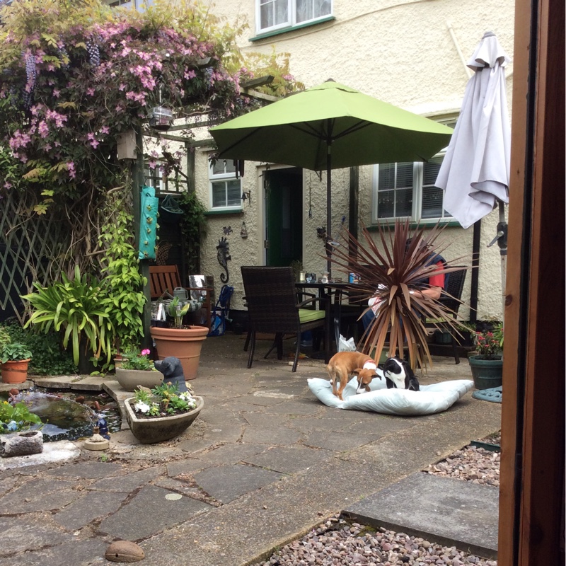 Jenny's garden