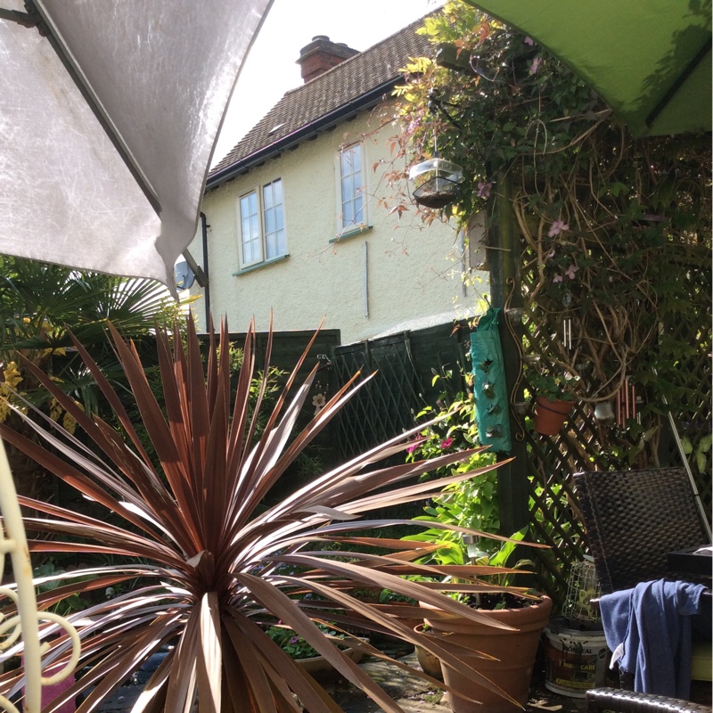 Jenny's garden