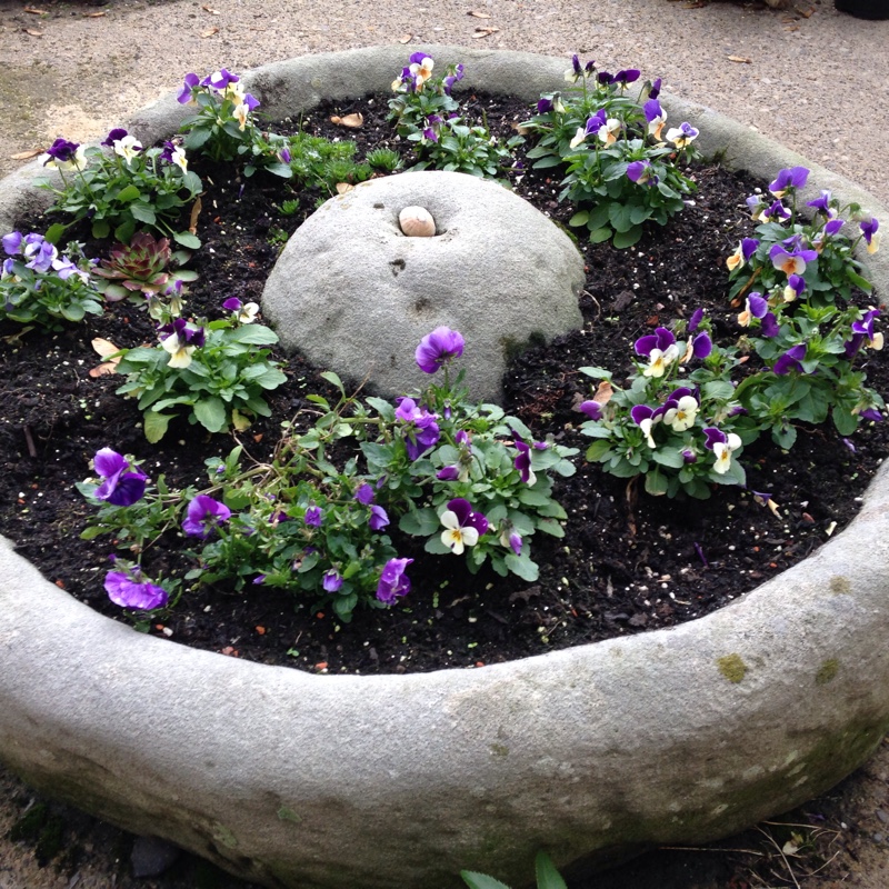 Jennifer's garden