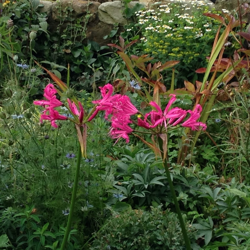 Jennifer's garden