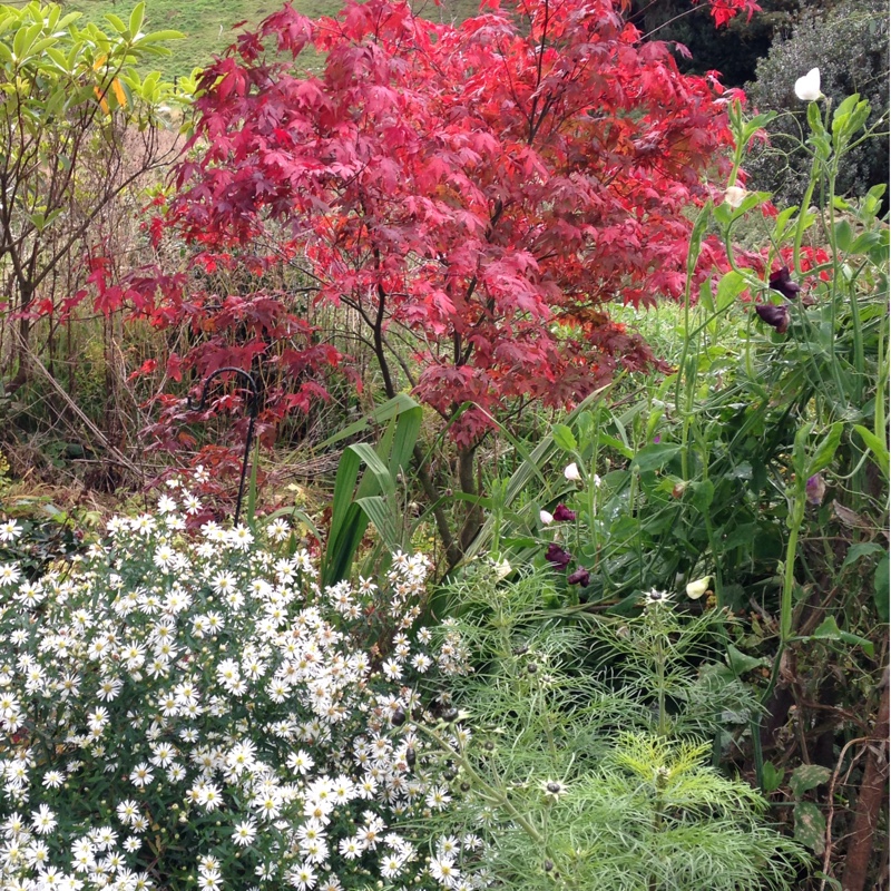 Jennifer's garden