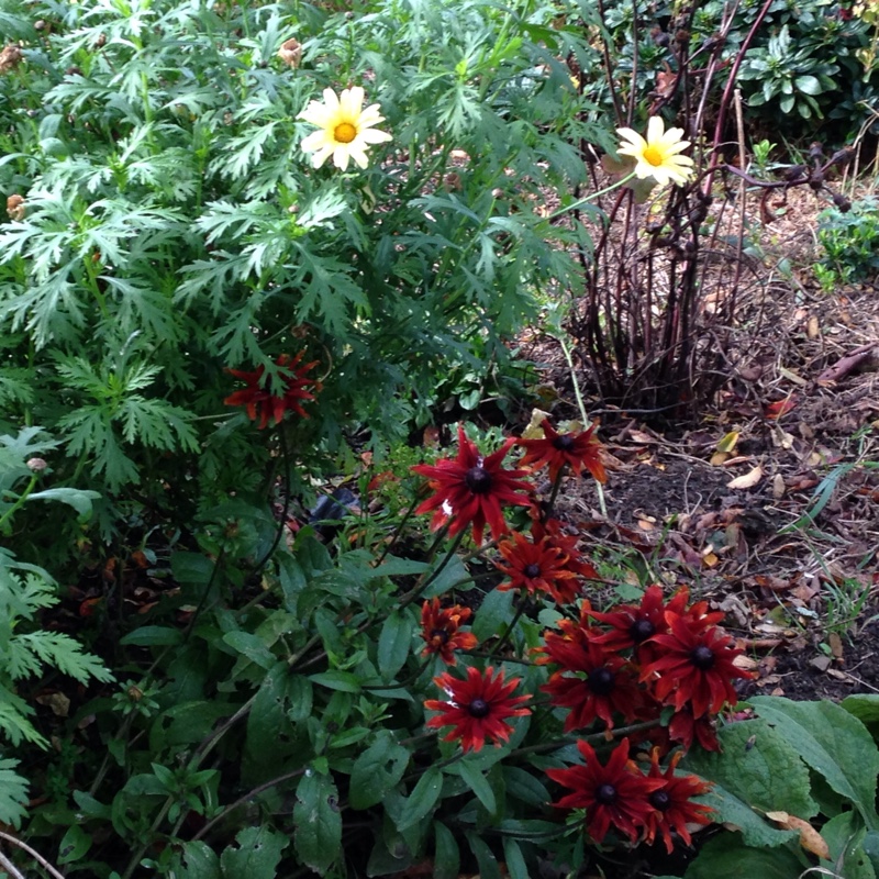 Jennifer's garden