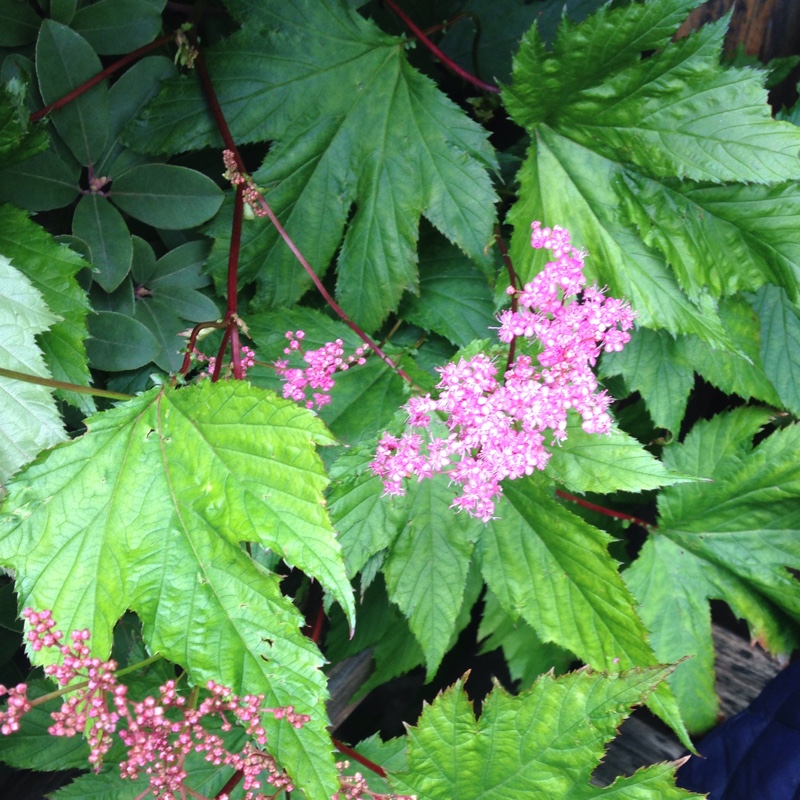 Jennifer's garden
