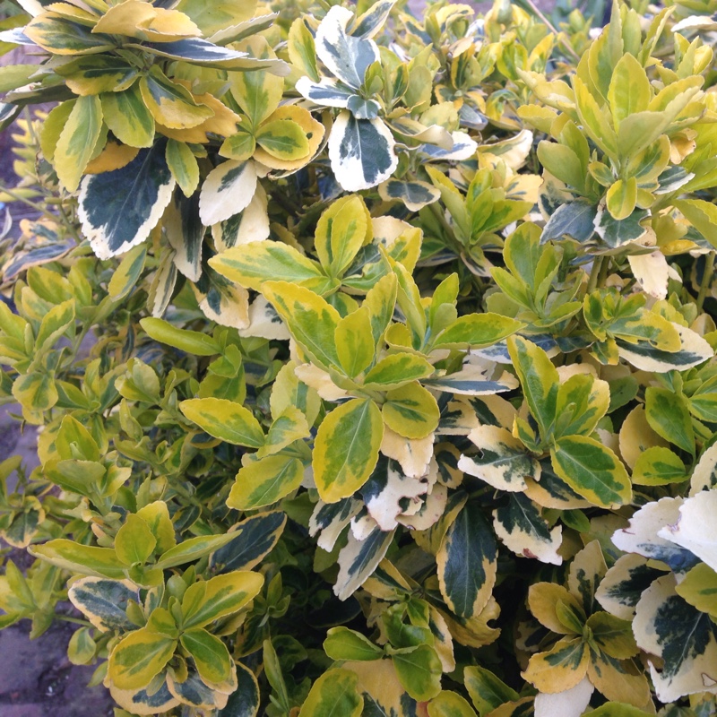 Spindle Tree 'Emerald 'n' Gold'