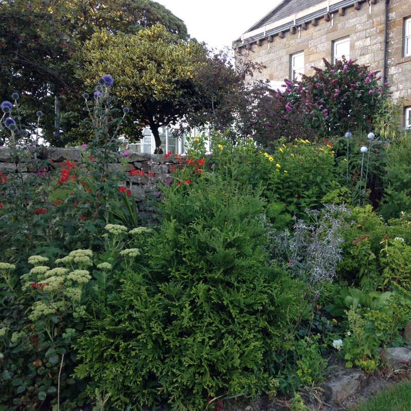 Jennifer's garden