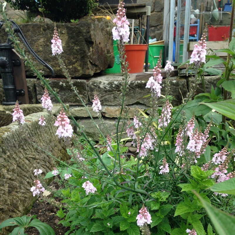 Purple toadflax 'Canon Went'