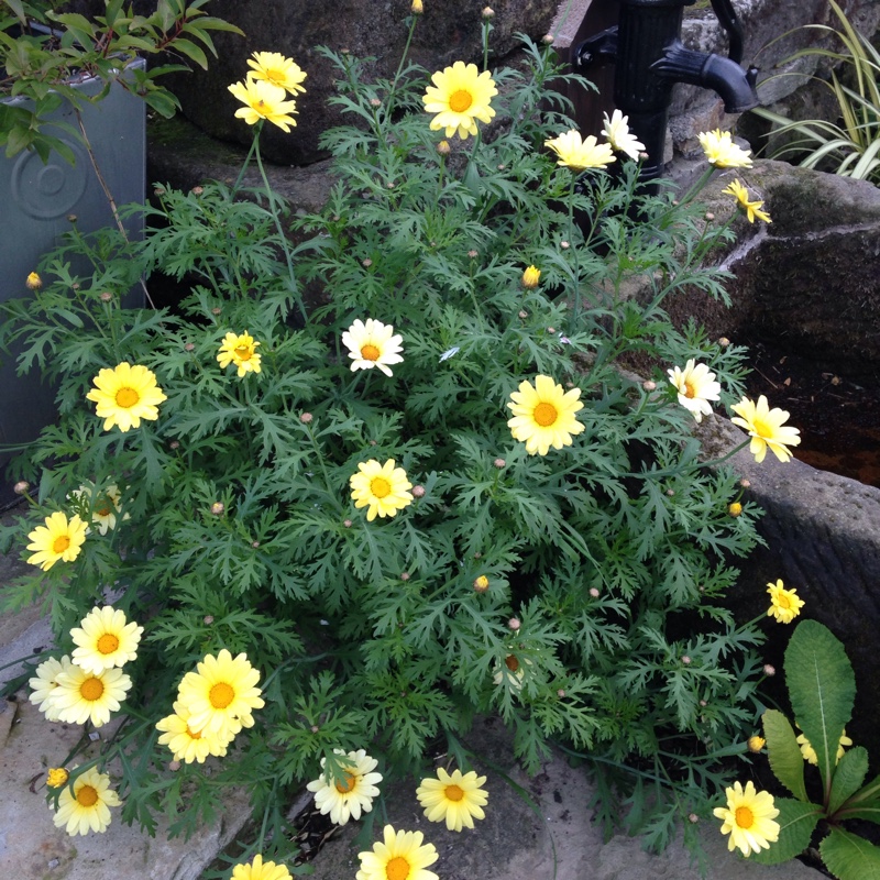 Marguerite Daisy