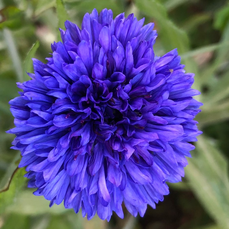 plant image 1014370