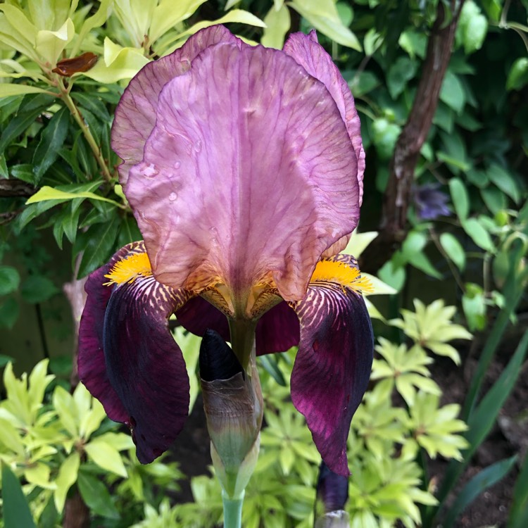 plant image 1062844 plant image 1062844