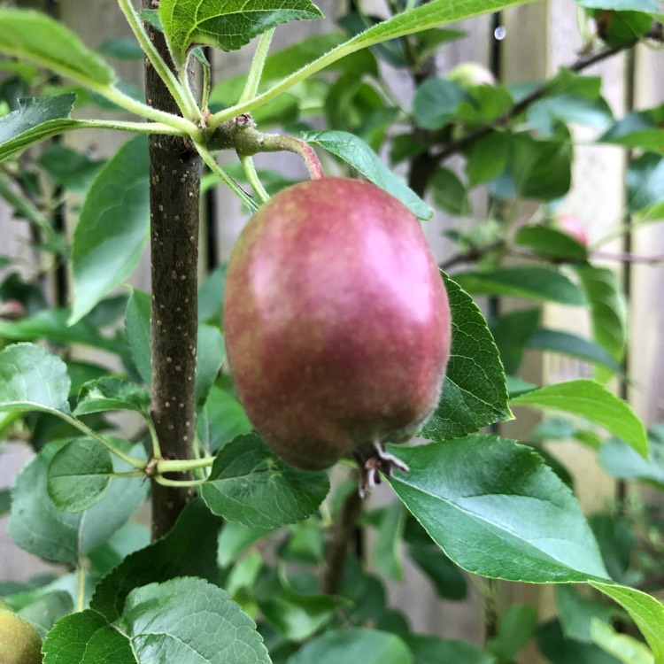 plant image 1090337