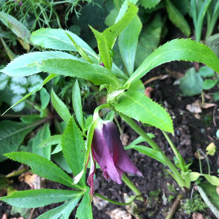 plant image 1116056 plant image 1116056