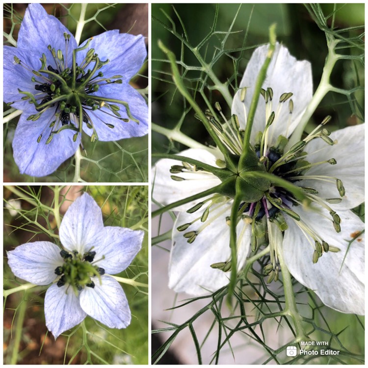 Plant image Nigella papillosa 'African Bride'