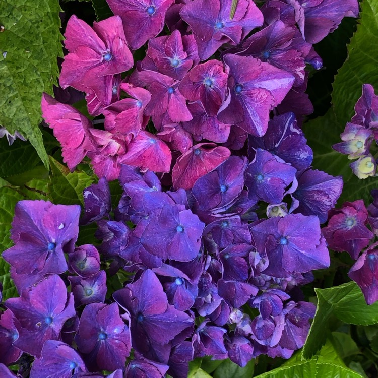 plant image 1135806 plant image 1135806