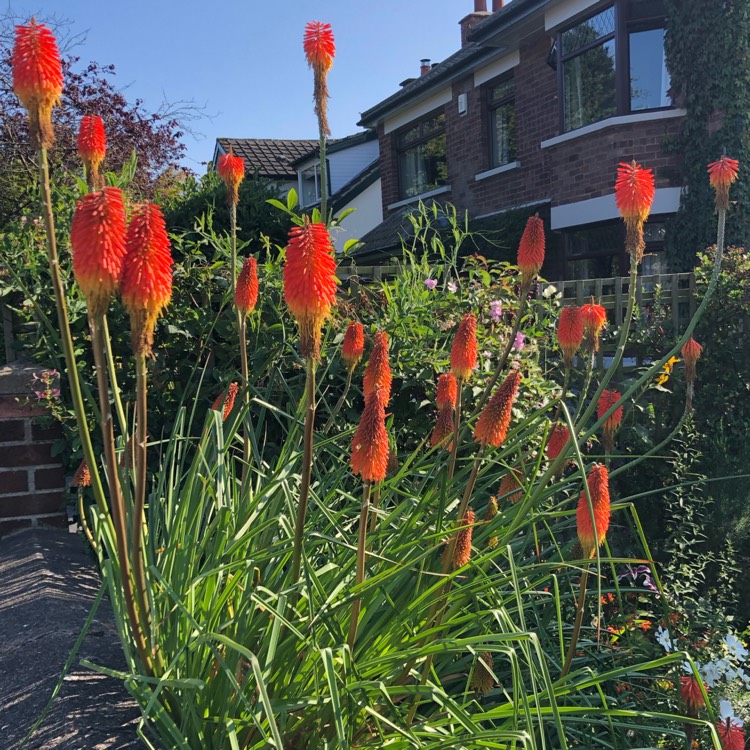 plant image 1152052