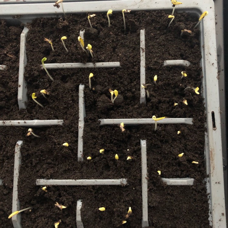 plant image 1239637