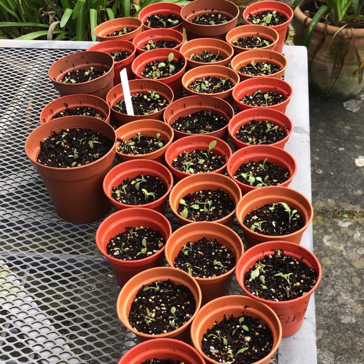 Plant image Rudbeckia hirta 'Rustic Dwarf Mix'