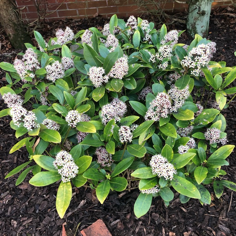 plant image 1268970