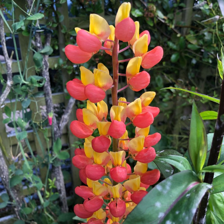 Plant image Lupinus 'Gladiator'