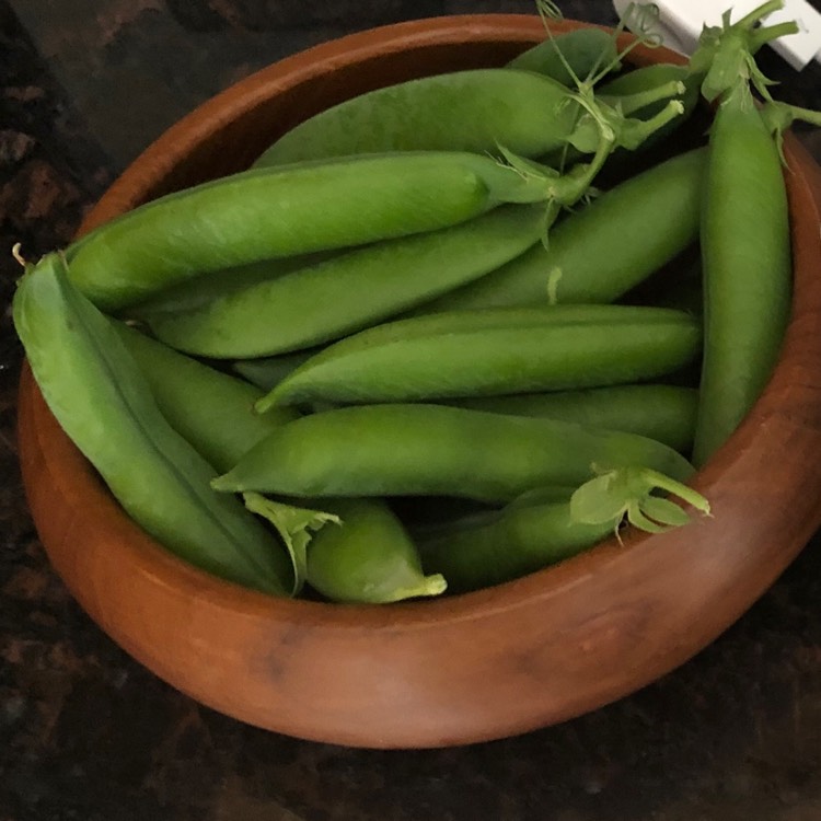 plant image 1358091
