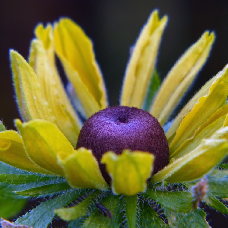 plant image 1372954 plant image 1372954