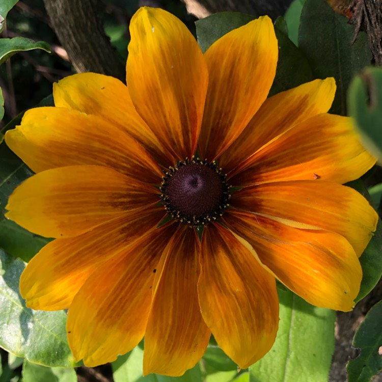 plant image 1374468 plant image 1374468