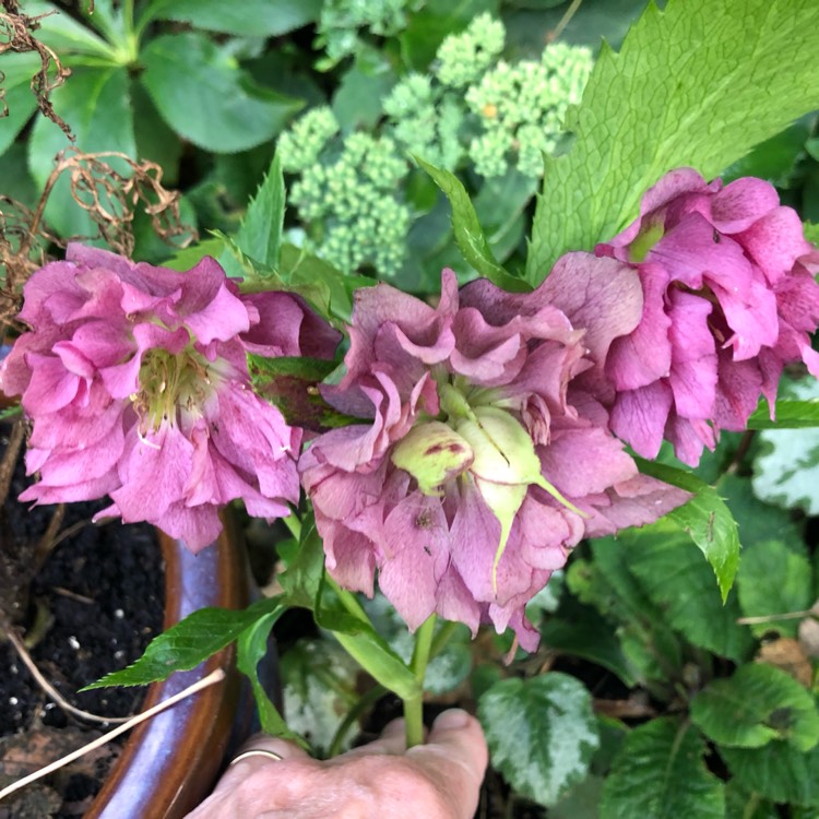 plant image 1382032