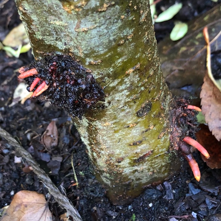 plant image 1419906