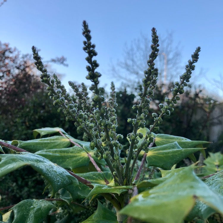 Plant image Mahonia x media 'Winter Sun' syn.Mahonia x wagneri 'Winter Sun'