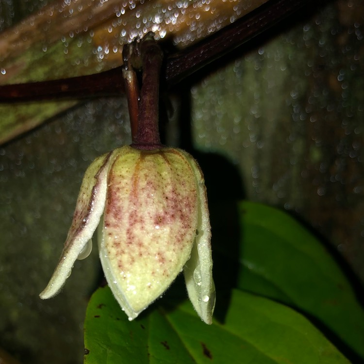 plant image 1437829 plant image 1437829