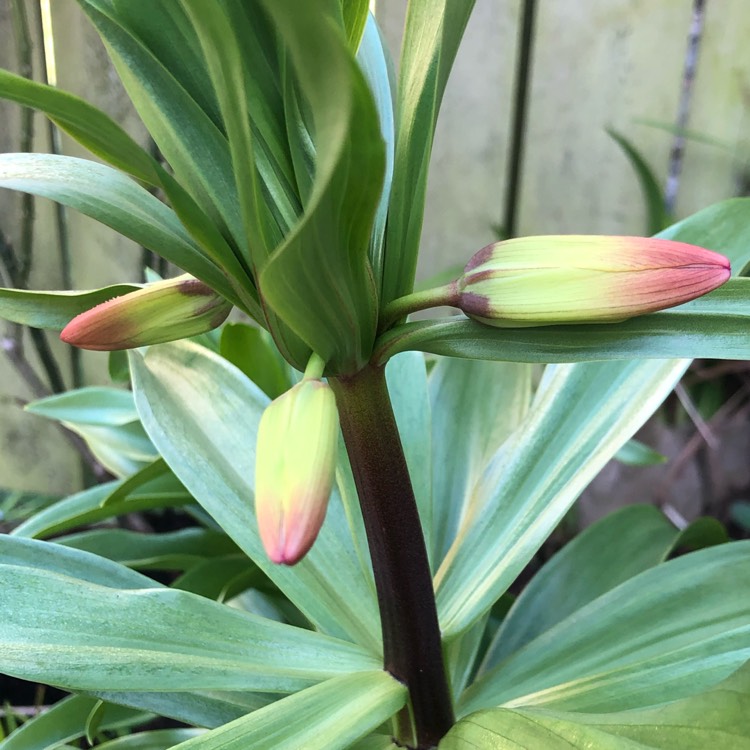 plant image 1451793 plant image 1451793