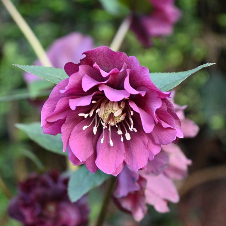 plant image 1463370 plant image 1463370