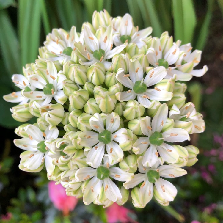 plant image 1497271