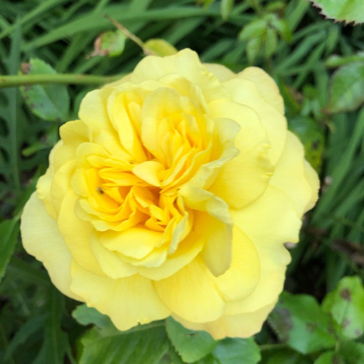 plant image 1503686 plant image 1503686