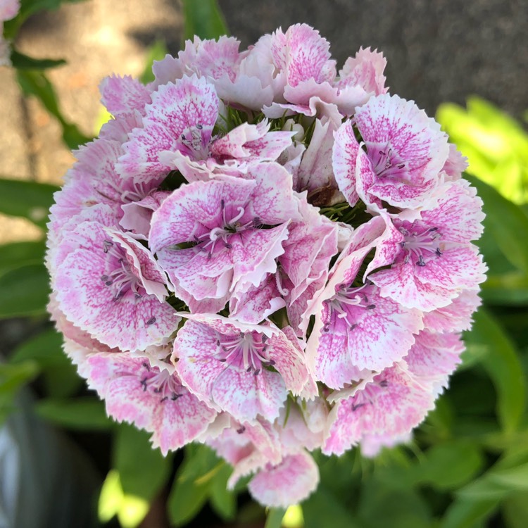 plant image 1511912