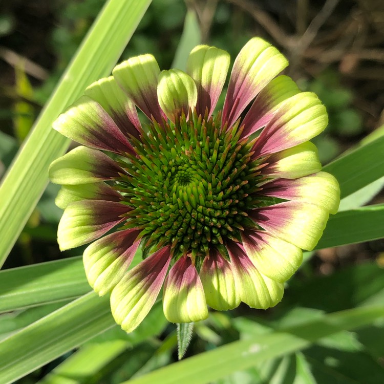 Plant image Echinacea purpurea 'Green Twister'