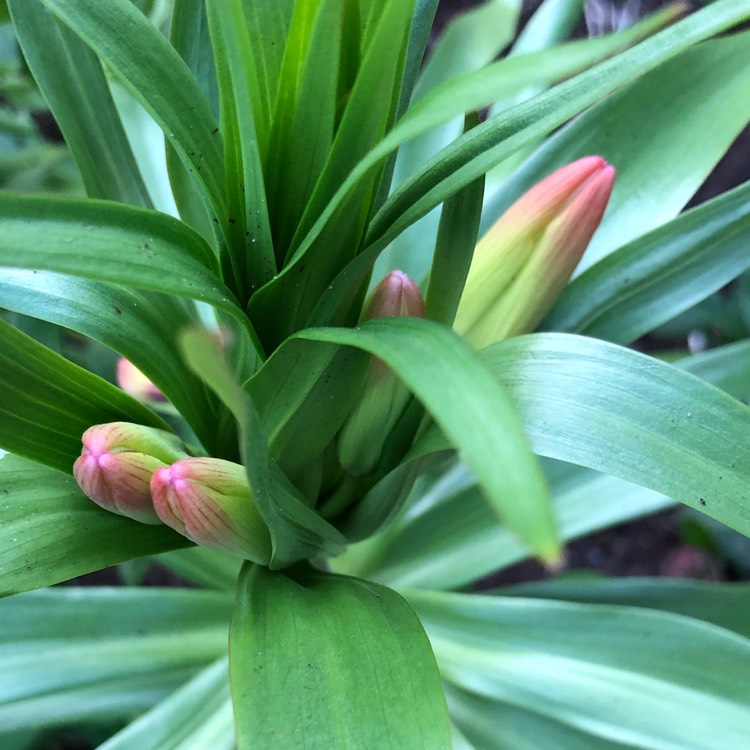 plant image 1571153 plant image 1571153