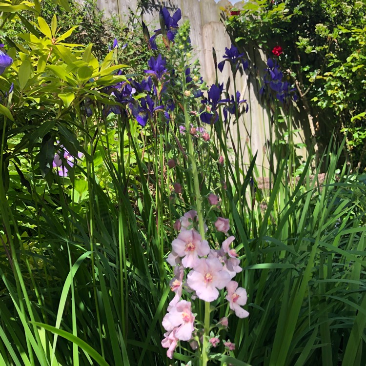 plant image 1593343 plant image 1593343