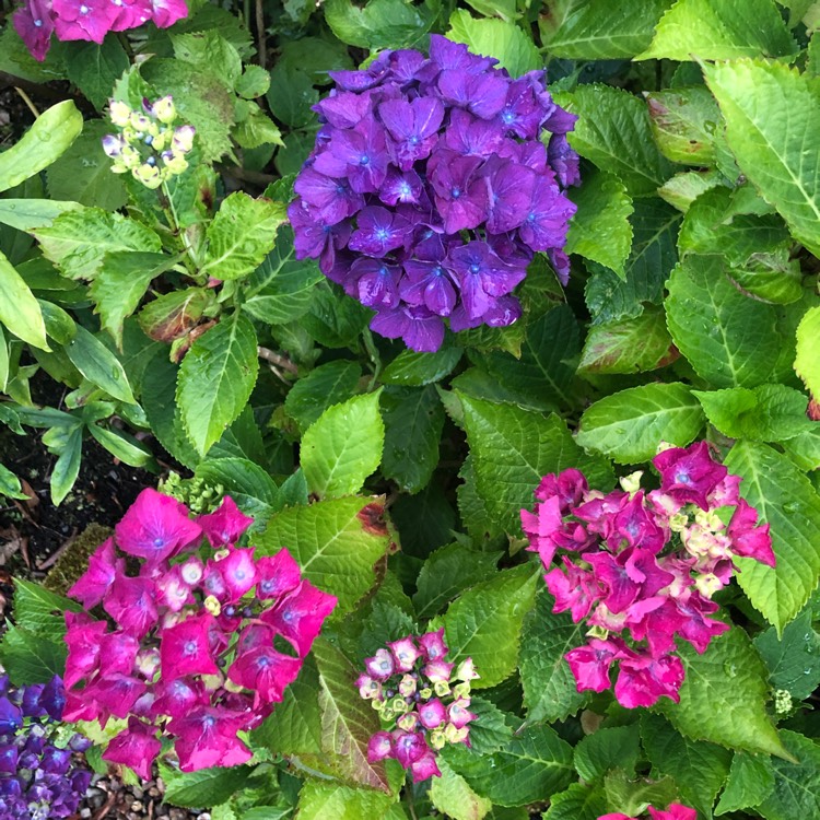 plant image 1613211 plant image 1613211
