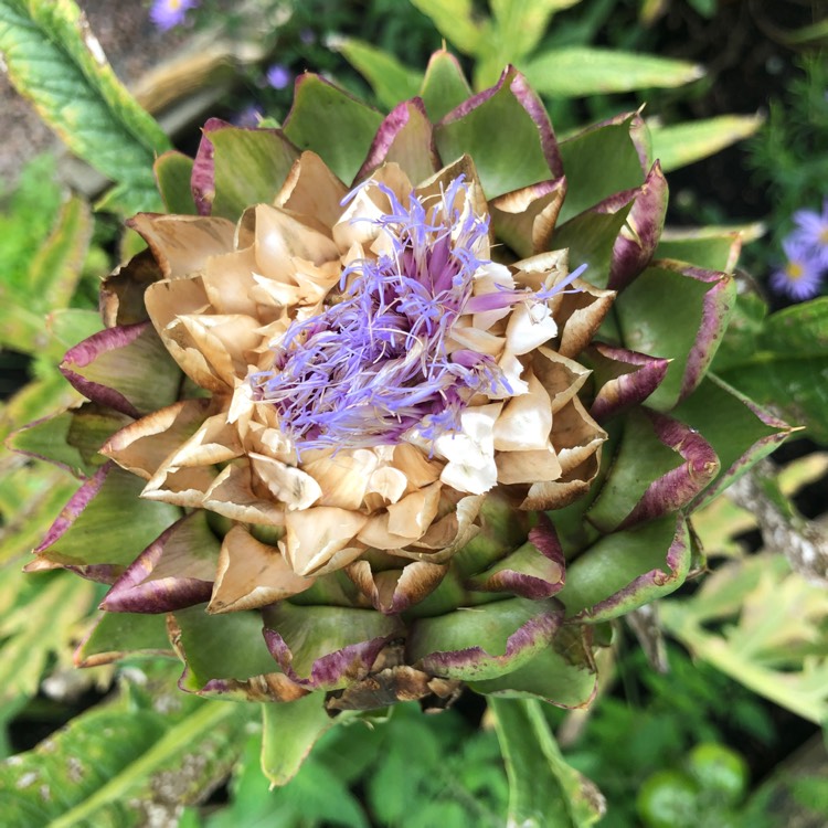 plant image 1625137
